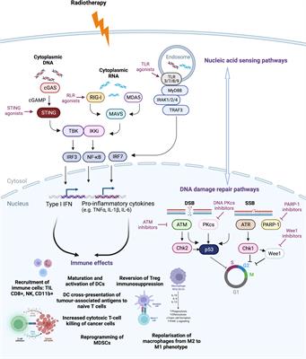 Enhancing anti-tumour innate immunity by targeting the DNA damage response and pattern recognition receptors in combination with radiotherapy